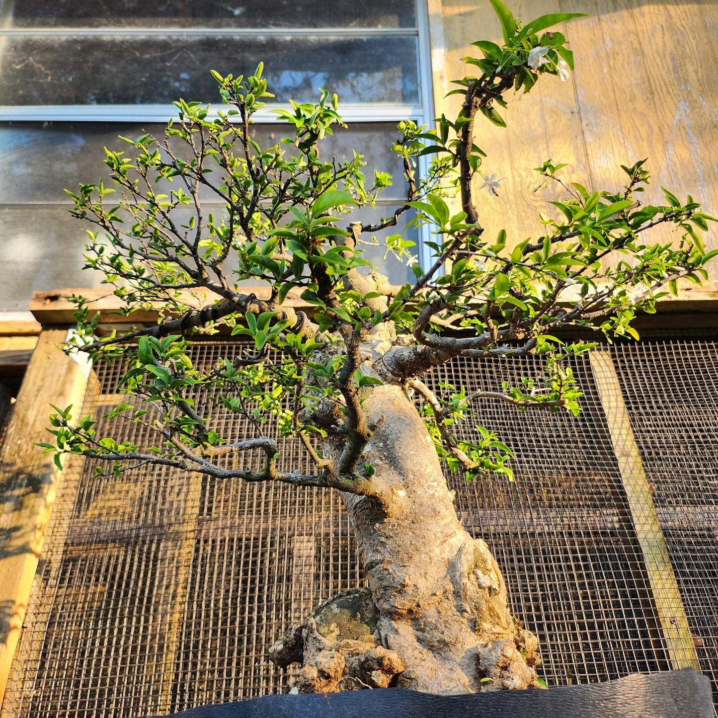 Mai Chiếu Thủy Bonsai - Water Jasmin - SB30528.05MCT - Free shipping