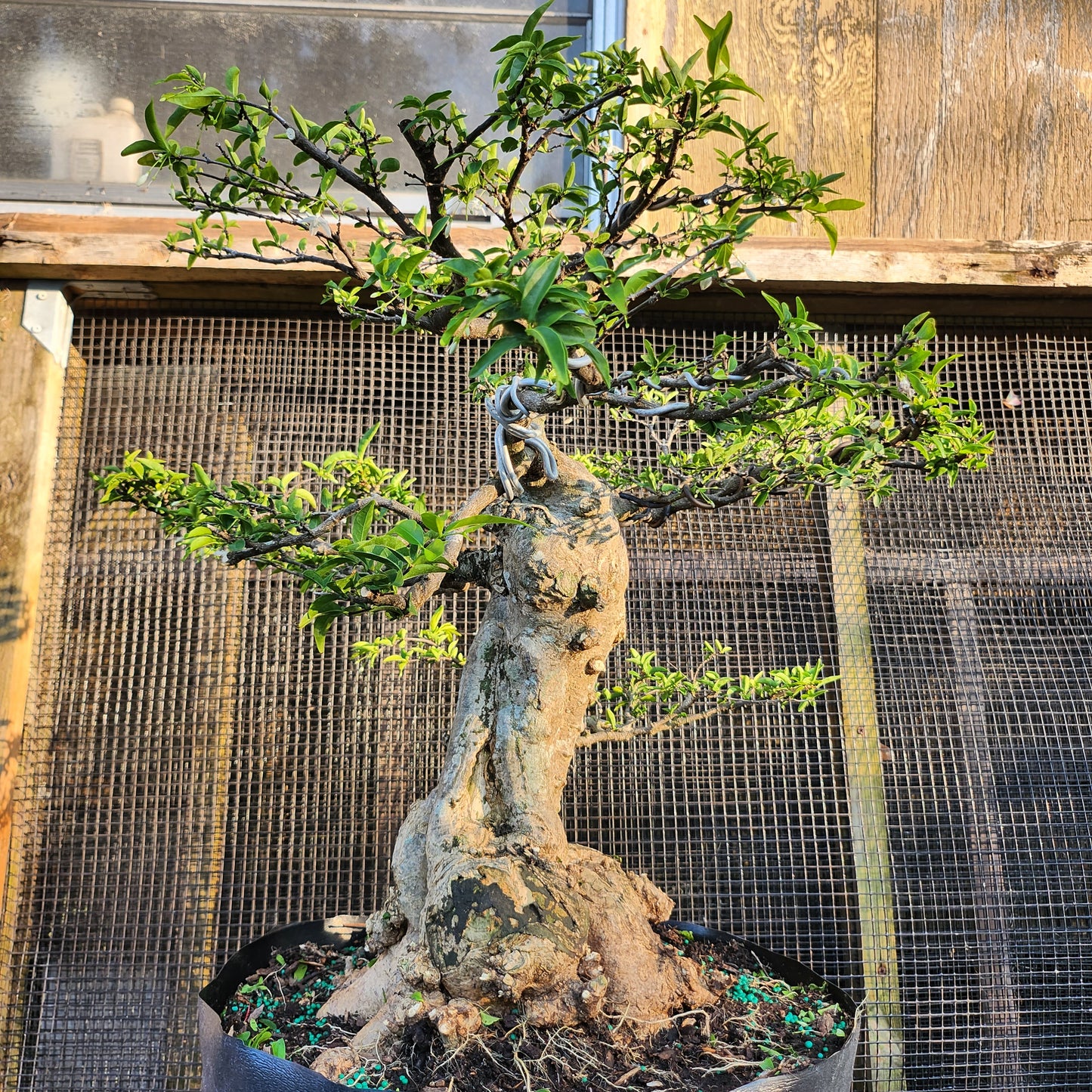 Mai Chiếu Thủy Bonsai - Water Jasmin - SB30528.05MCT - Free shipping