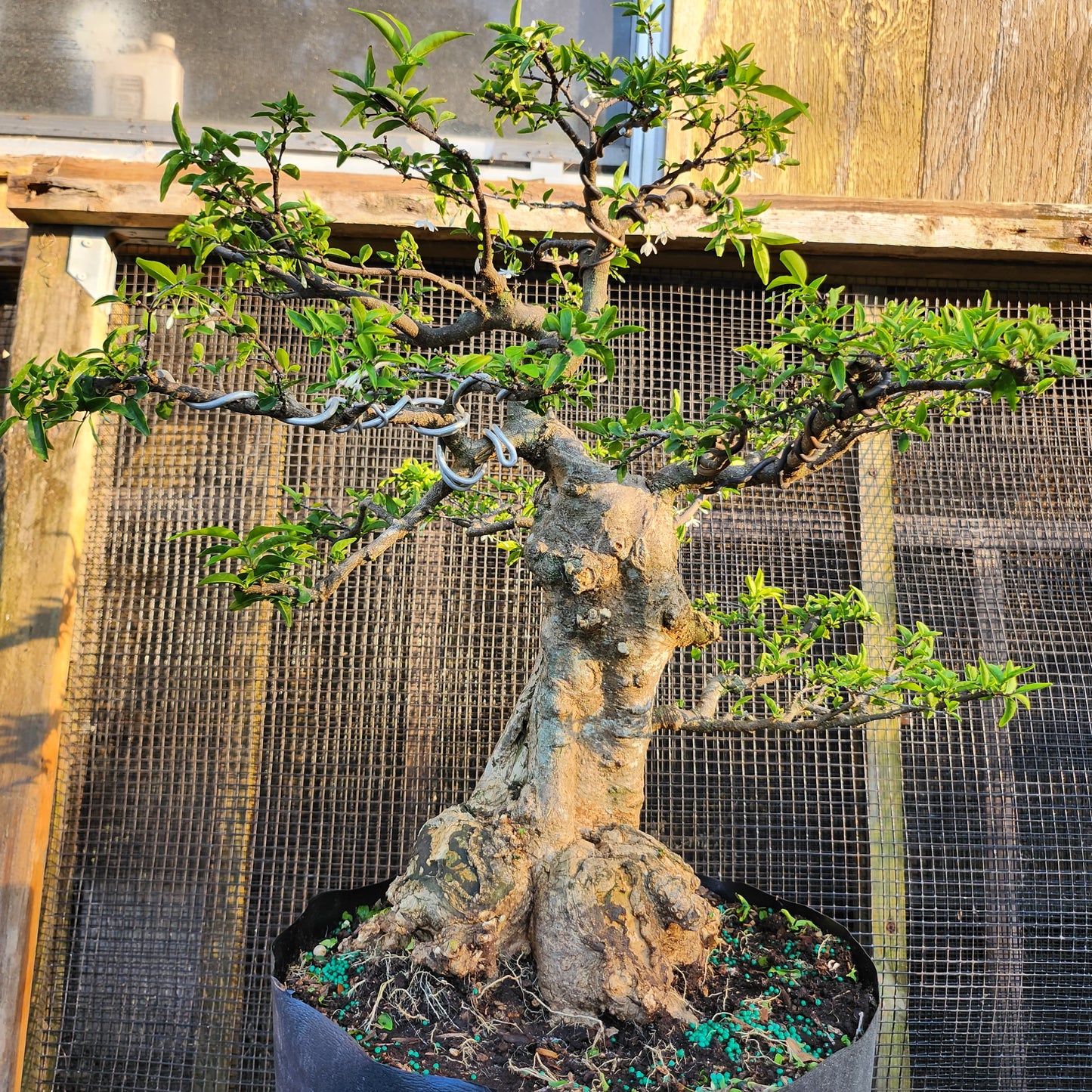 Mai Chiếu Thủy Bonsai - Water Jasmin - SB30528.05MCT - Free shipping