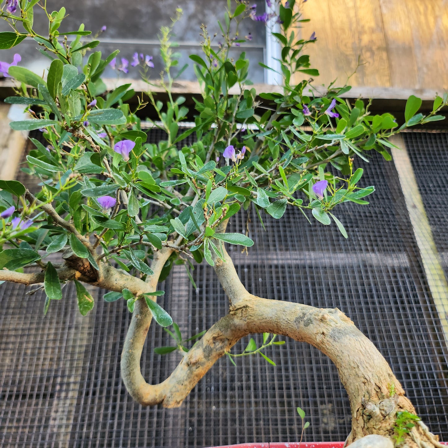 Linh Sam Bonsai - Antidesma acidum - SB30528.06 - $40 shipping