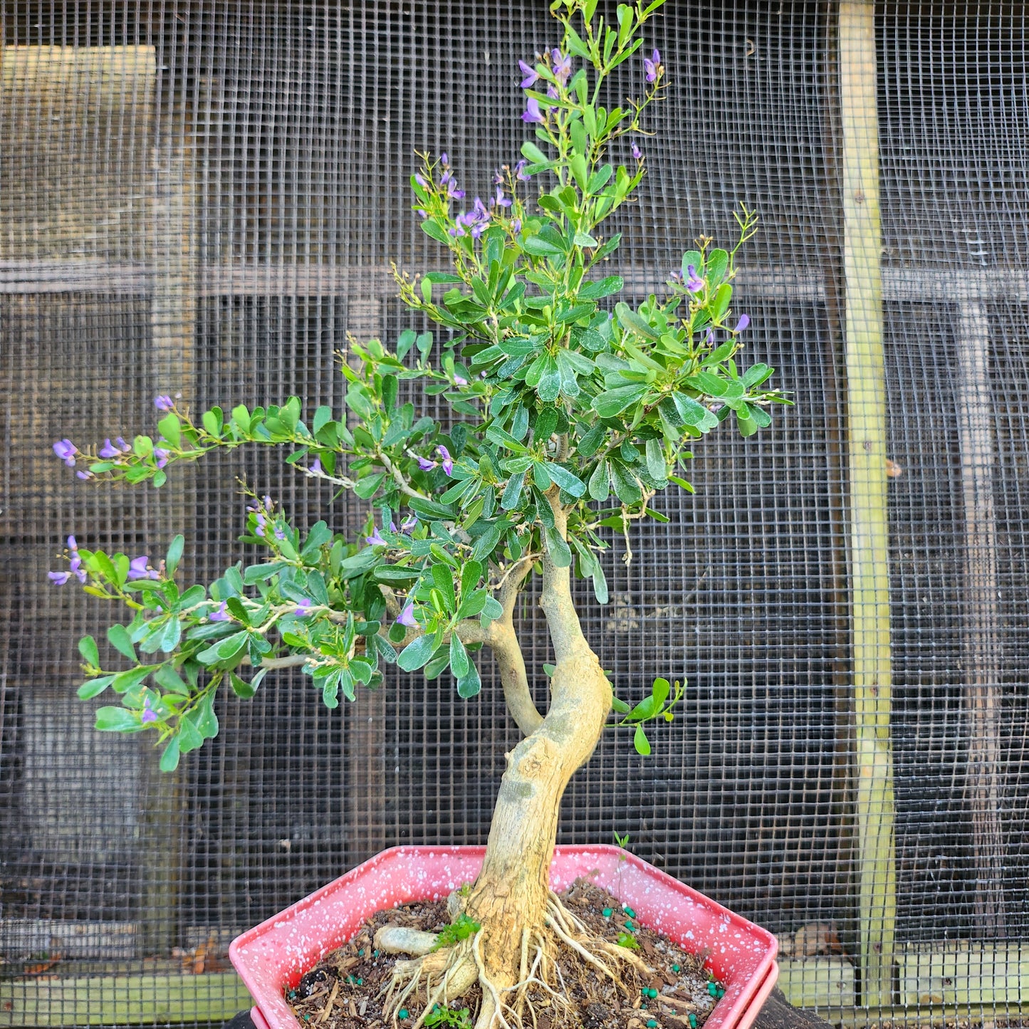 Linh Sam Bonsai - Antidesma acidum - SB30528.06 - $40 shipping