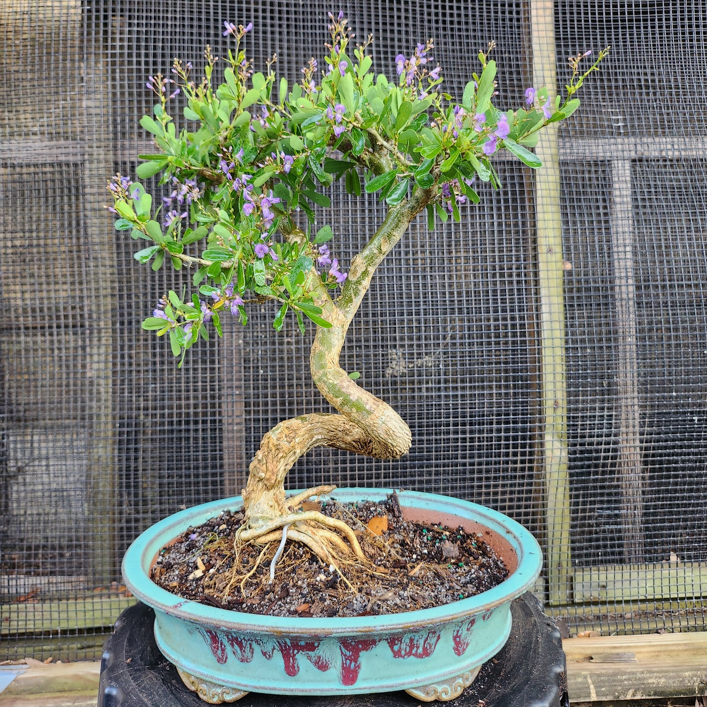 Linh Sam Bonsai - Antidesma acidum - SB30528.07 - $40 shipping