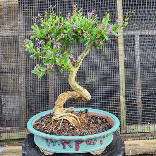 Linh Sam Bonsai - Antidesma acidum - SB30528.07 - $40 shipping