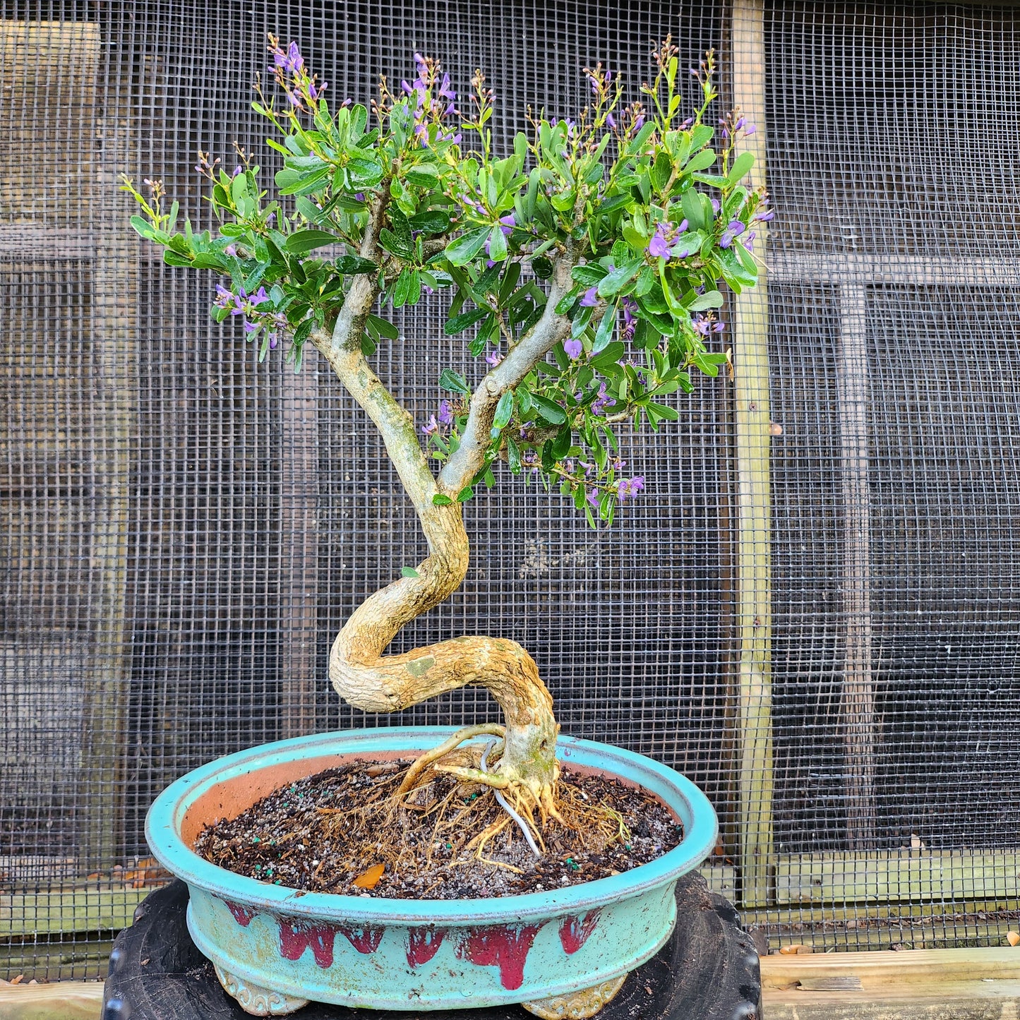 Linh Sam Bonsai - Antidesma acidum - SB30528.07 - $40 shipping