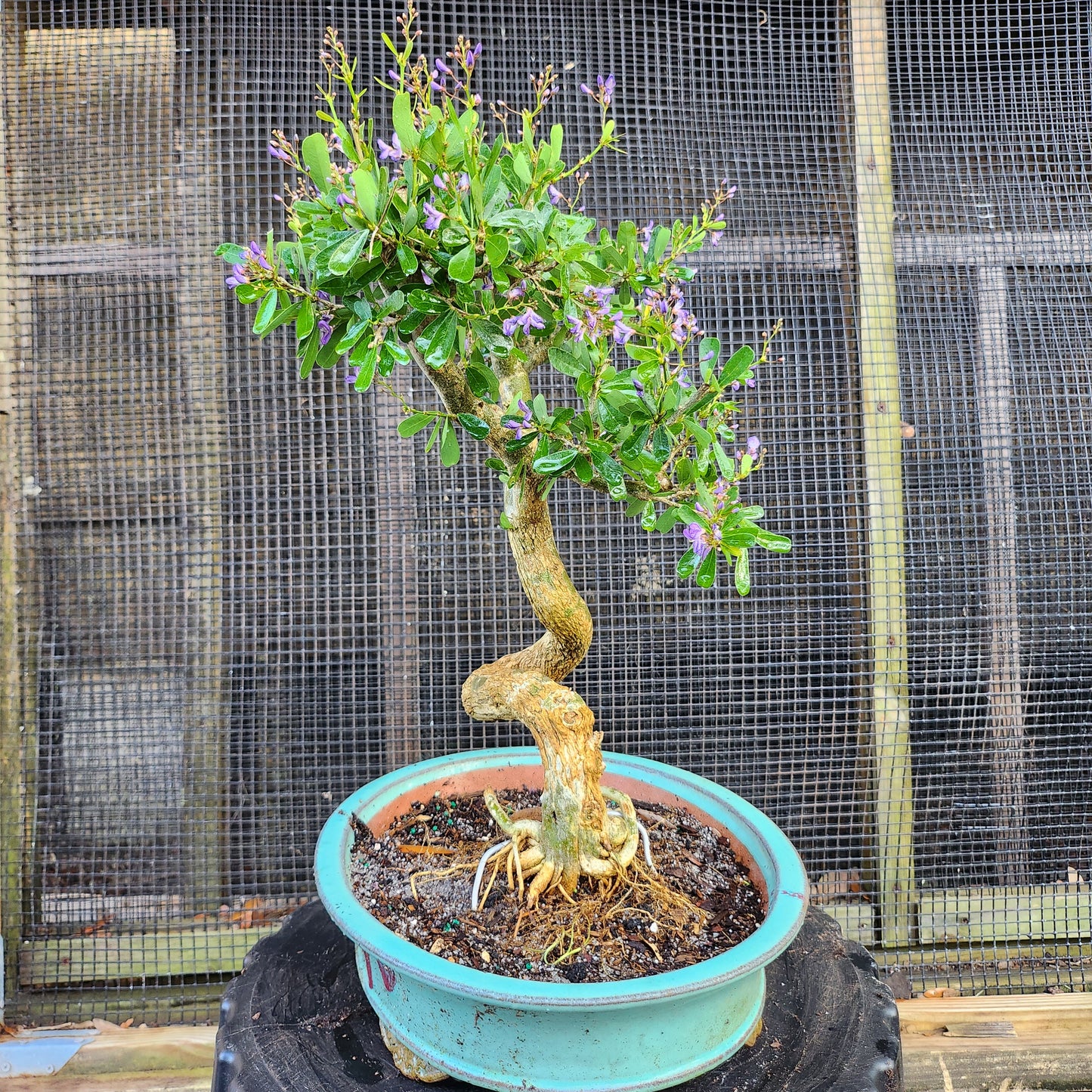 Linh Sam Bonsai - Antidesma acidum - SB30528.07 - $40 shipping