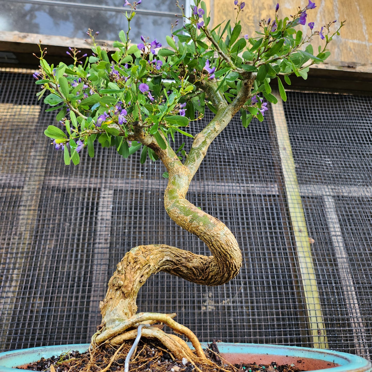 Linh Sam Bonsai - Antidesma acidum - SB30528.07 - $40 shipping