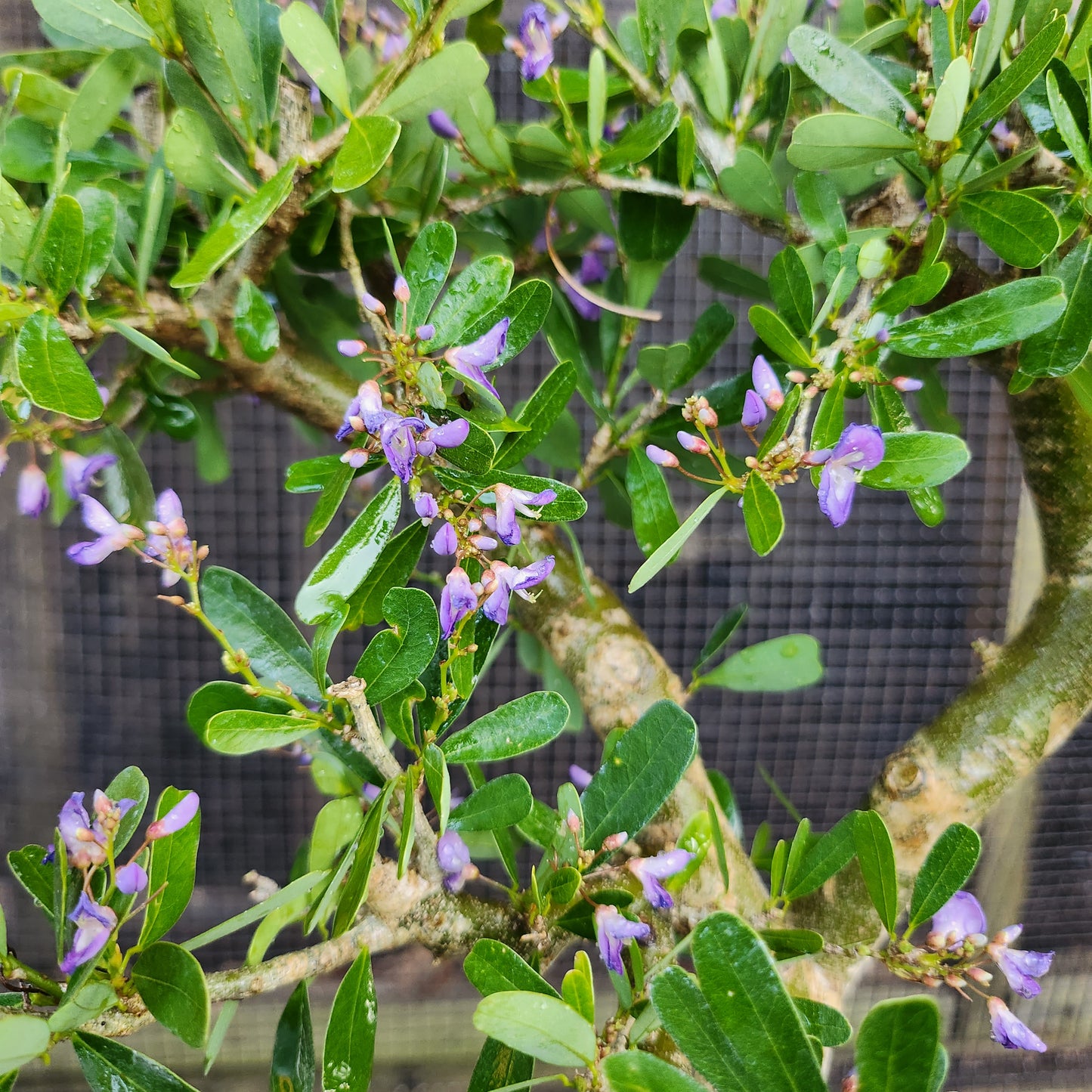 Linh Sam Bonsai - Antidesma acidum - SB30528.07 - $40 shipping