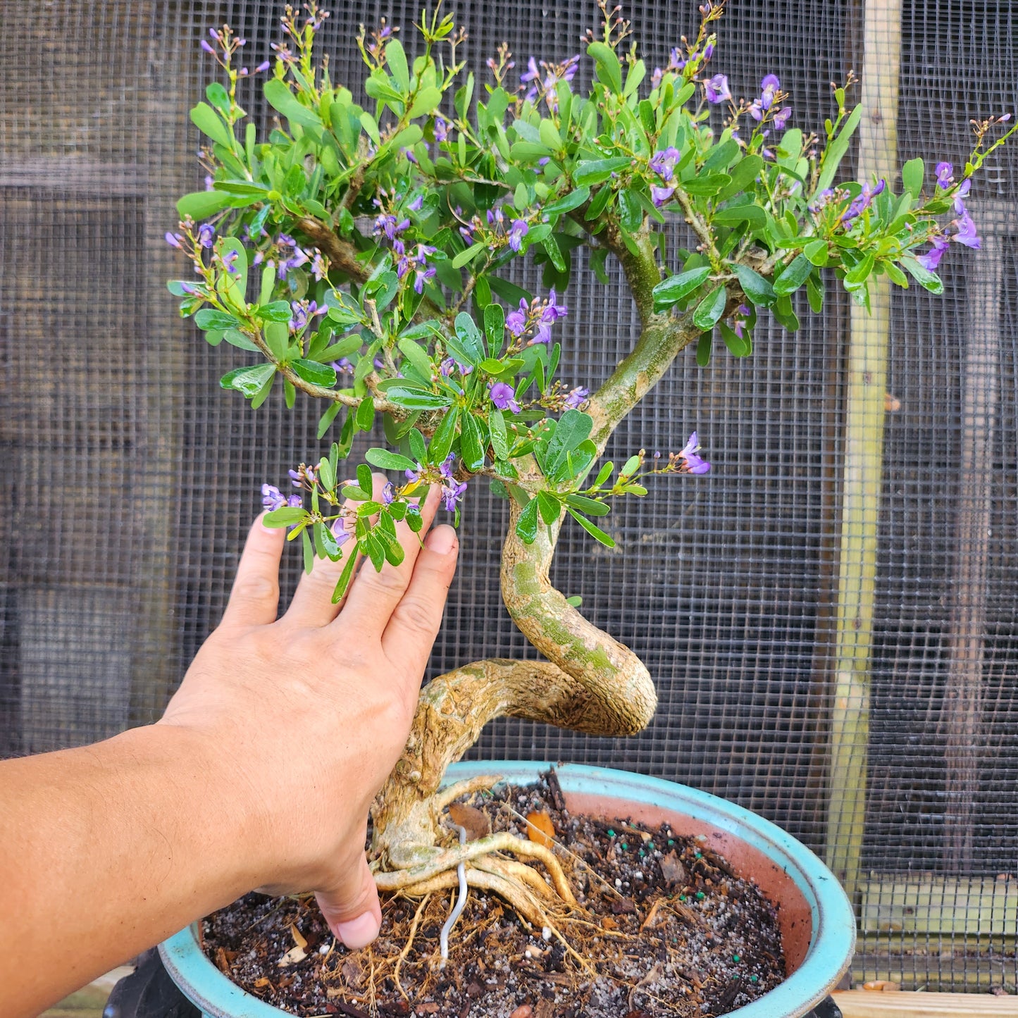 Linh Sam Bonsai - Antidesma acidum - SB30528.07 - $40 shipping