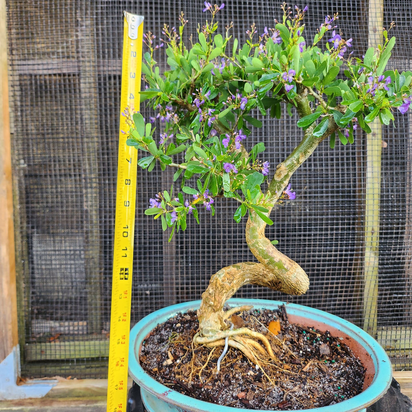 Linh Sam Bonsai - Antidesma acidum - SB30528.07 - $40 shipping