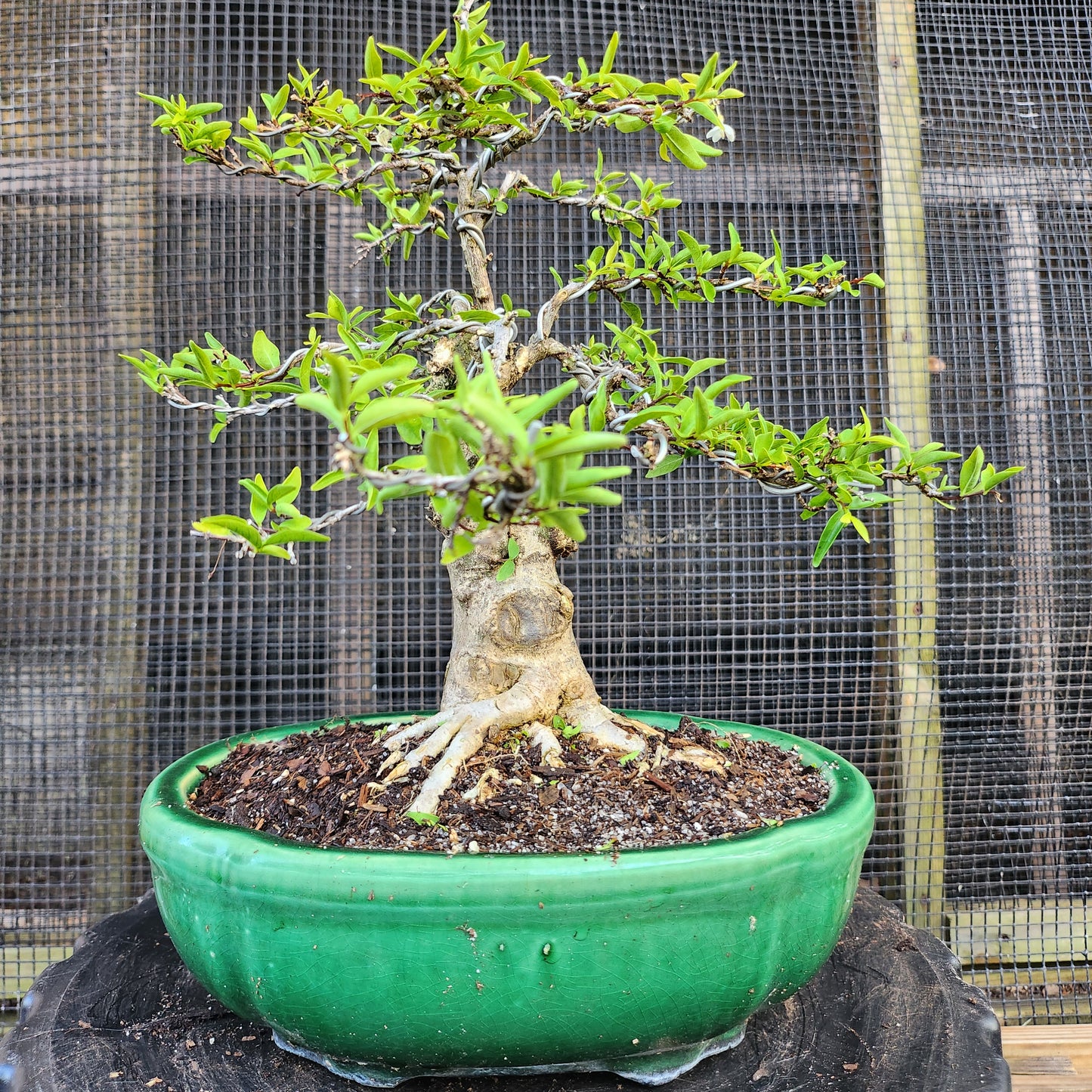 Mai Chiếu Thủy Bonsai - Water Jasmin - SB30528.09MCT - Free shipping