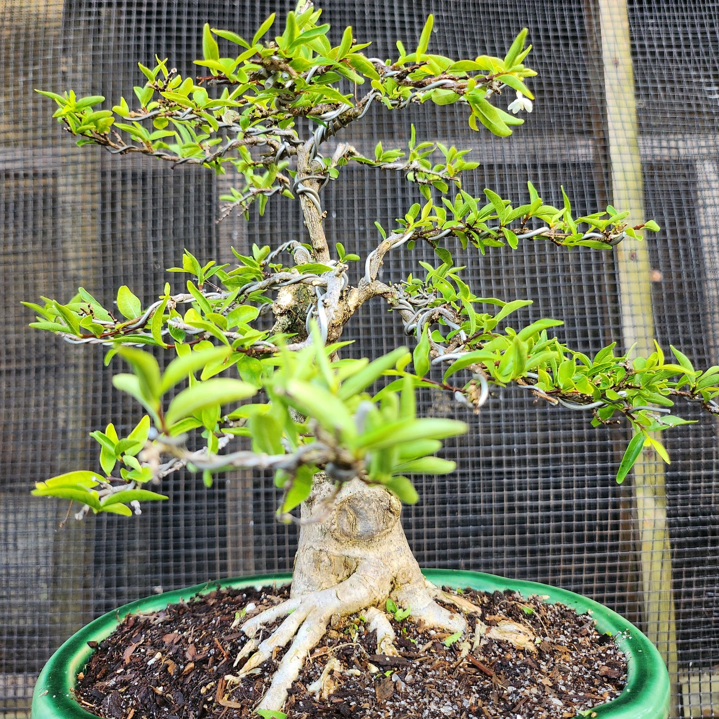 Mai Chiếu Thủy Bonsai - Water Jasmin - SB30528.09MCT - Free shipping