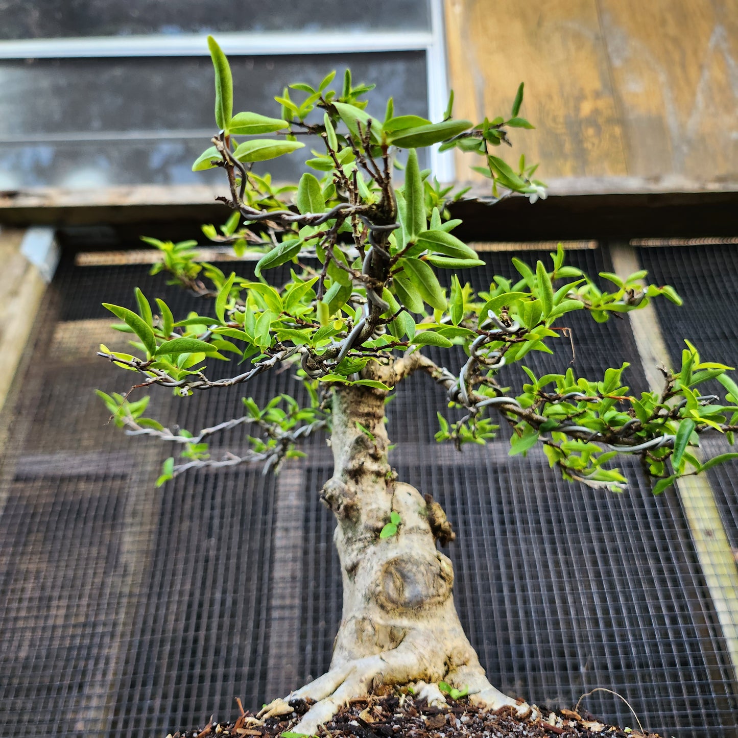 Mai Chiếu Thủy Bonsai - Water Jasmin - SB30528.09MCT - Free shipping