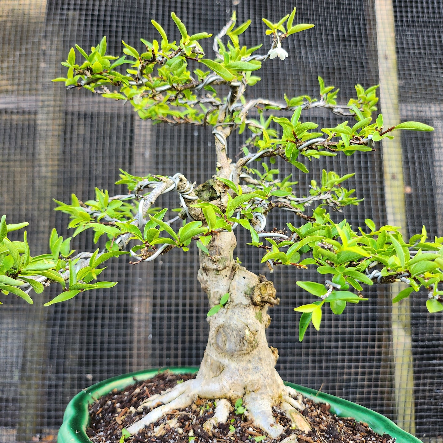 Mai Chiếu Thủy Bonsai - Water Jasmin - SB30528.09MCT - Free shipping