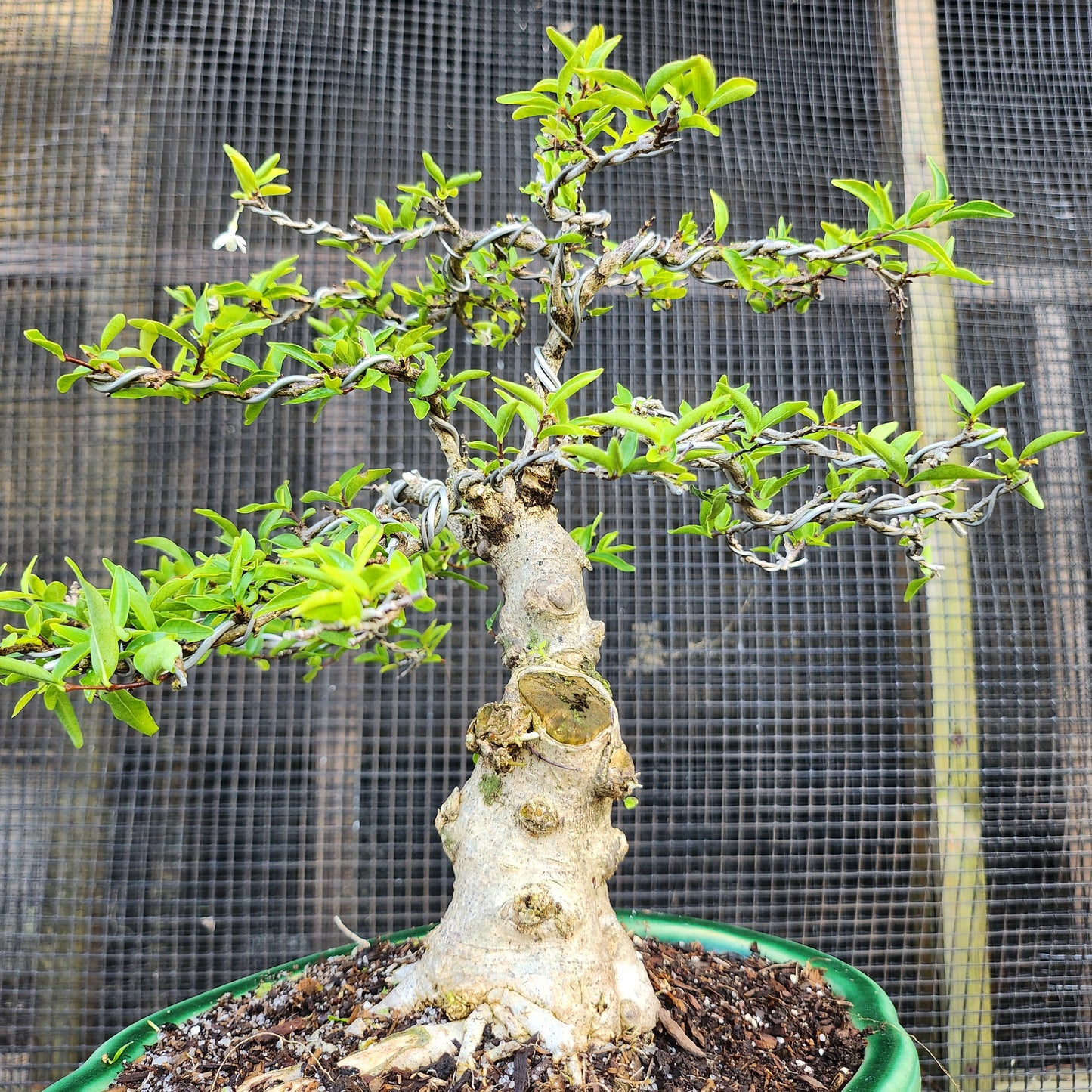 Mai Chiếu Thủy Bonsai - Water Jasmin - SB30528.09MCT - Free shipping