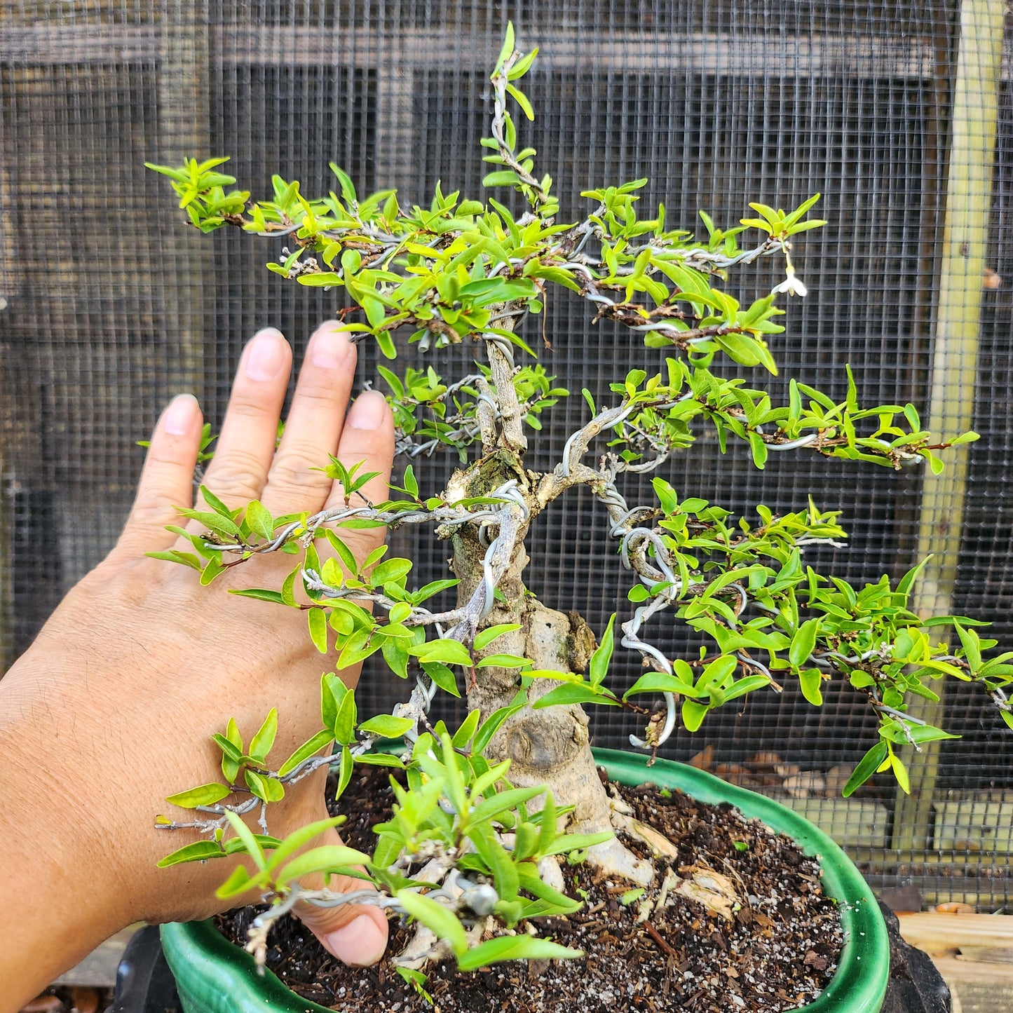 Mai Chiếu Thủy Bonsai - Water Jasmin - SB30528.09MCT - Free shipping