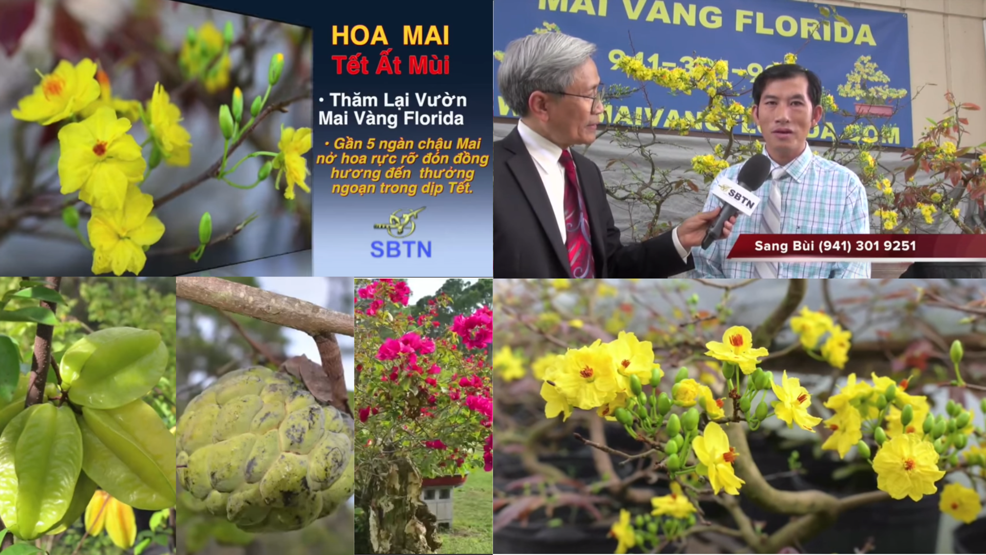 Tải video: Phóng sự vườn mai 2015