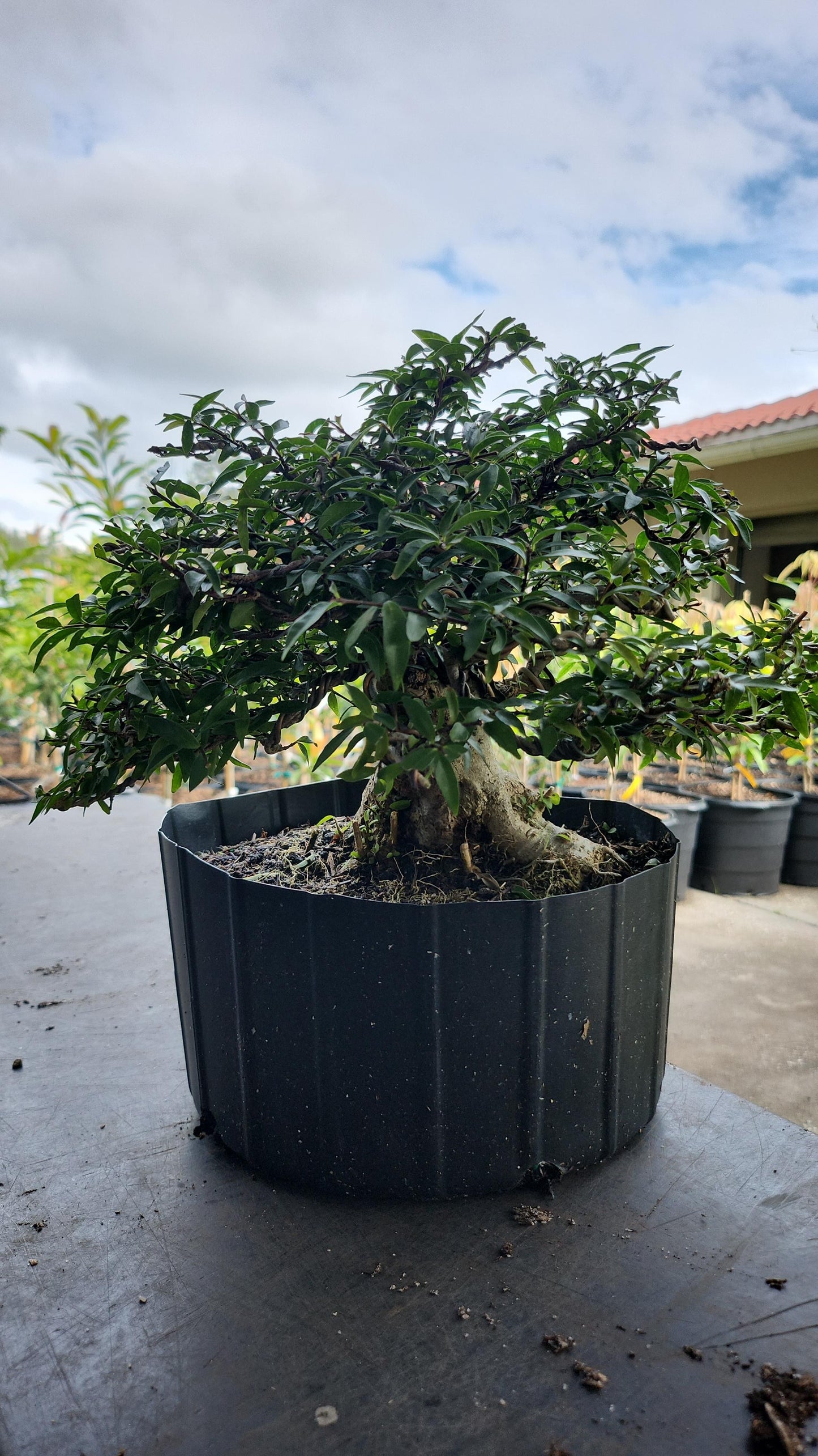 Mai Chiếu Thủy lá kim (bonsai)