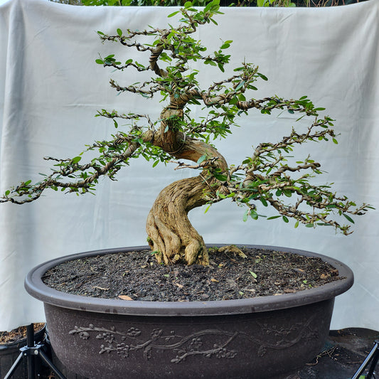 Linh Sam Bonsai #1