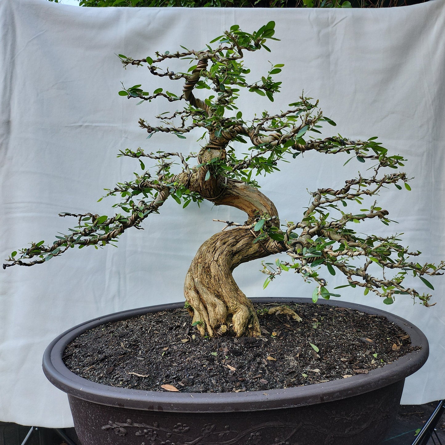 Linh Sam Bonsai #1