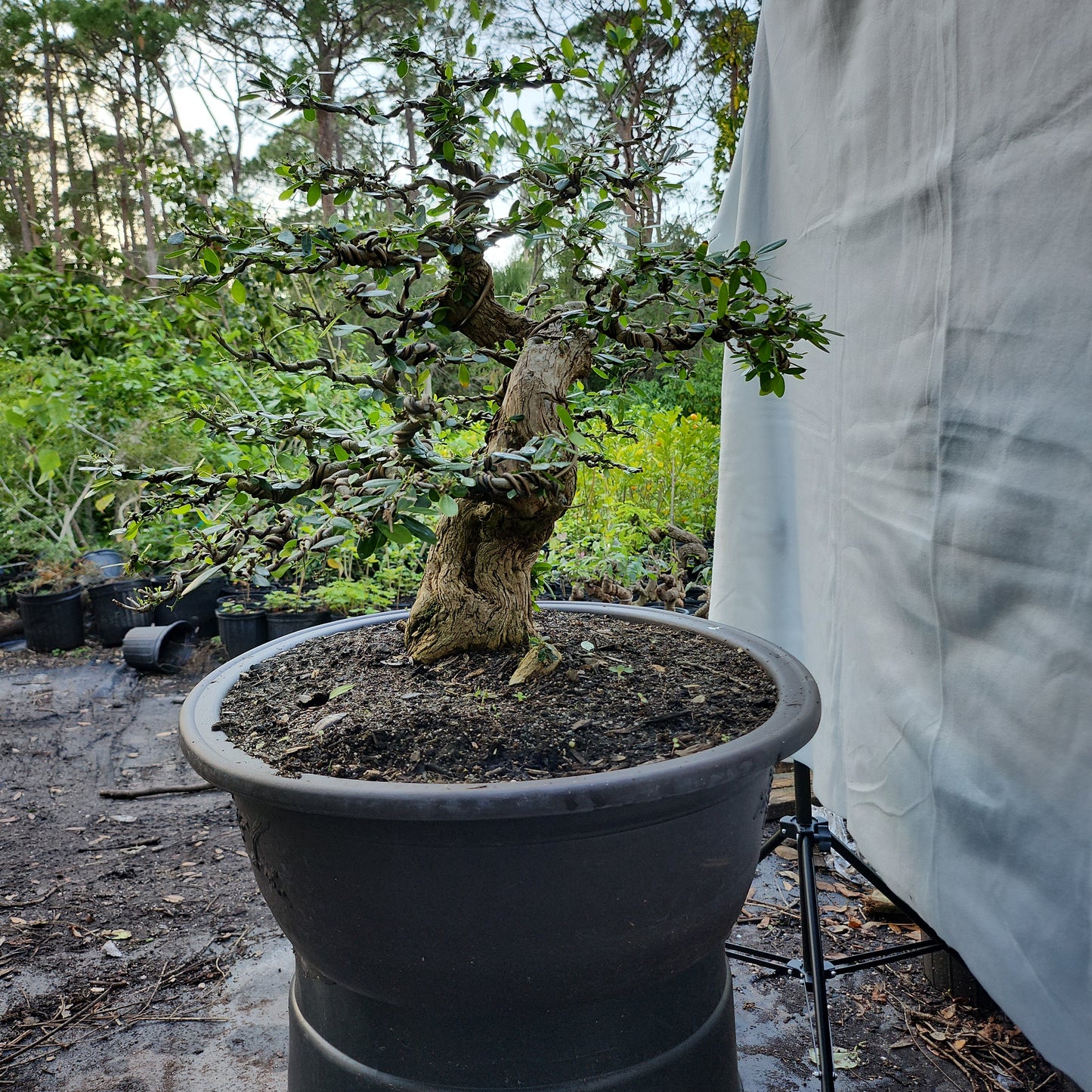 Linh Sam Bonsai #1