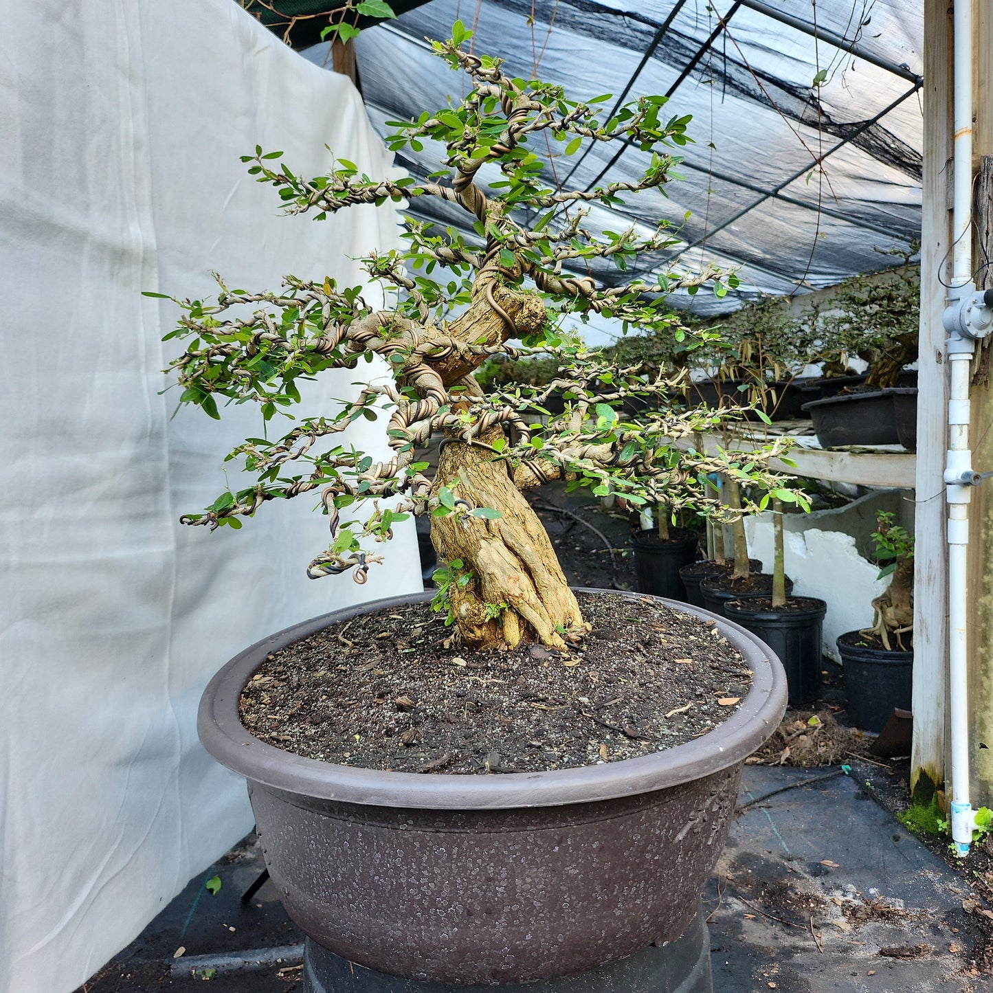 Linh Sam Bonsai #1