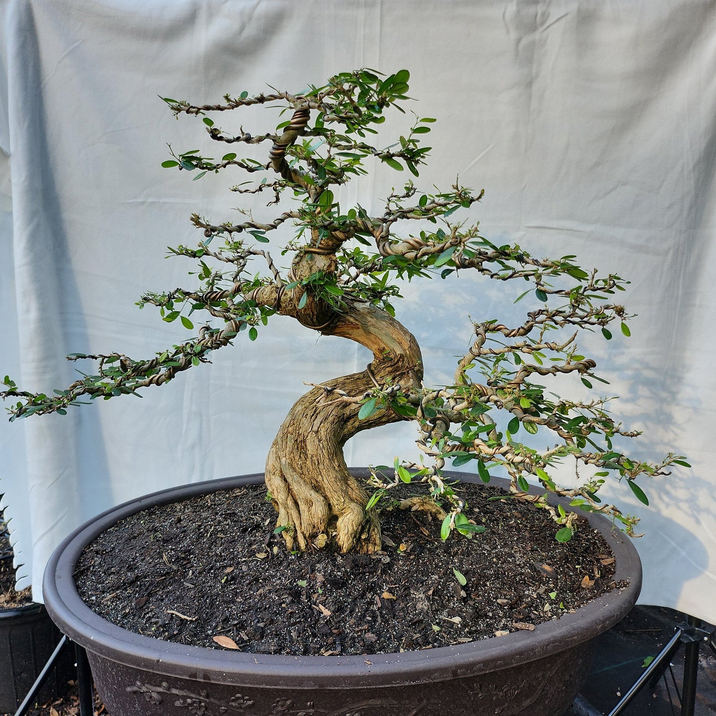 Linh Sam Bonsai #1