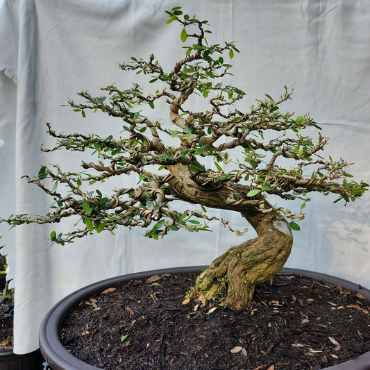 Linh Sam Bonsai #2