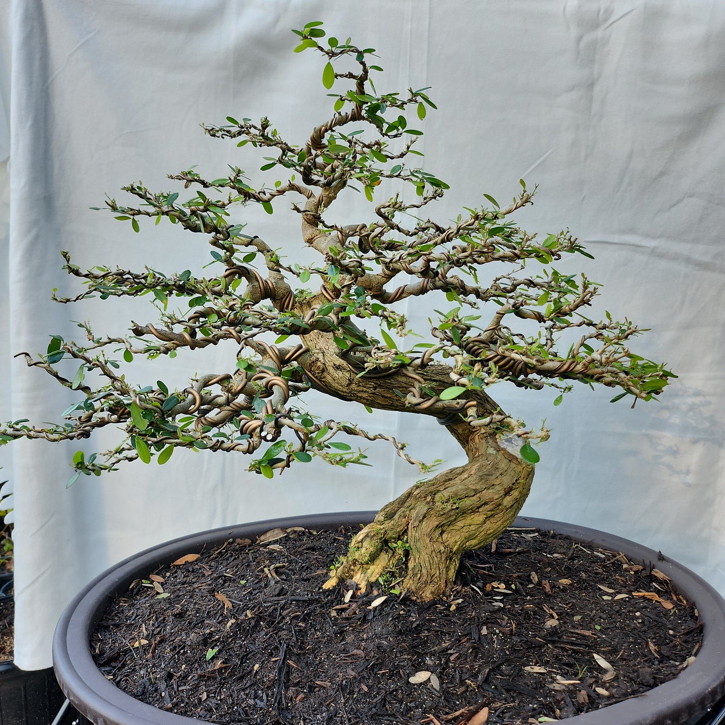 Linh Sam Bonsai #2