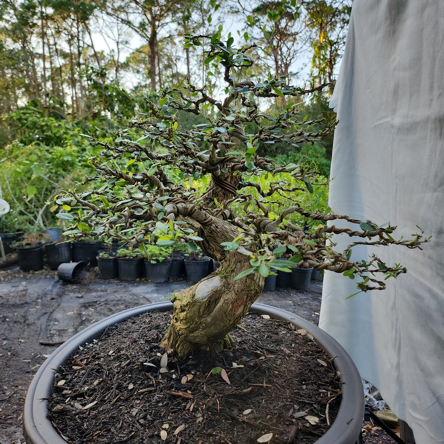 Linh Sam Bonsai #2