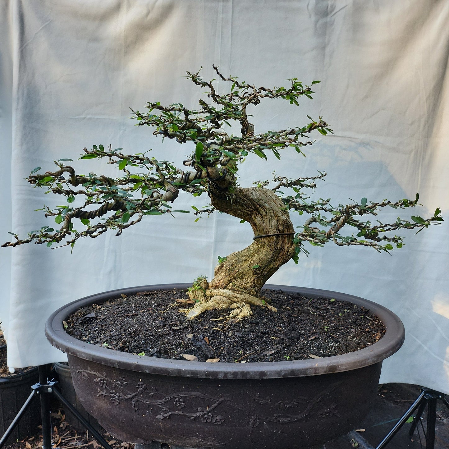 Linh Sam Bonsai #3