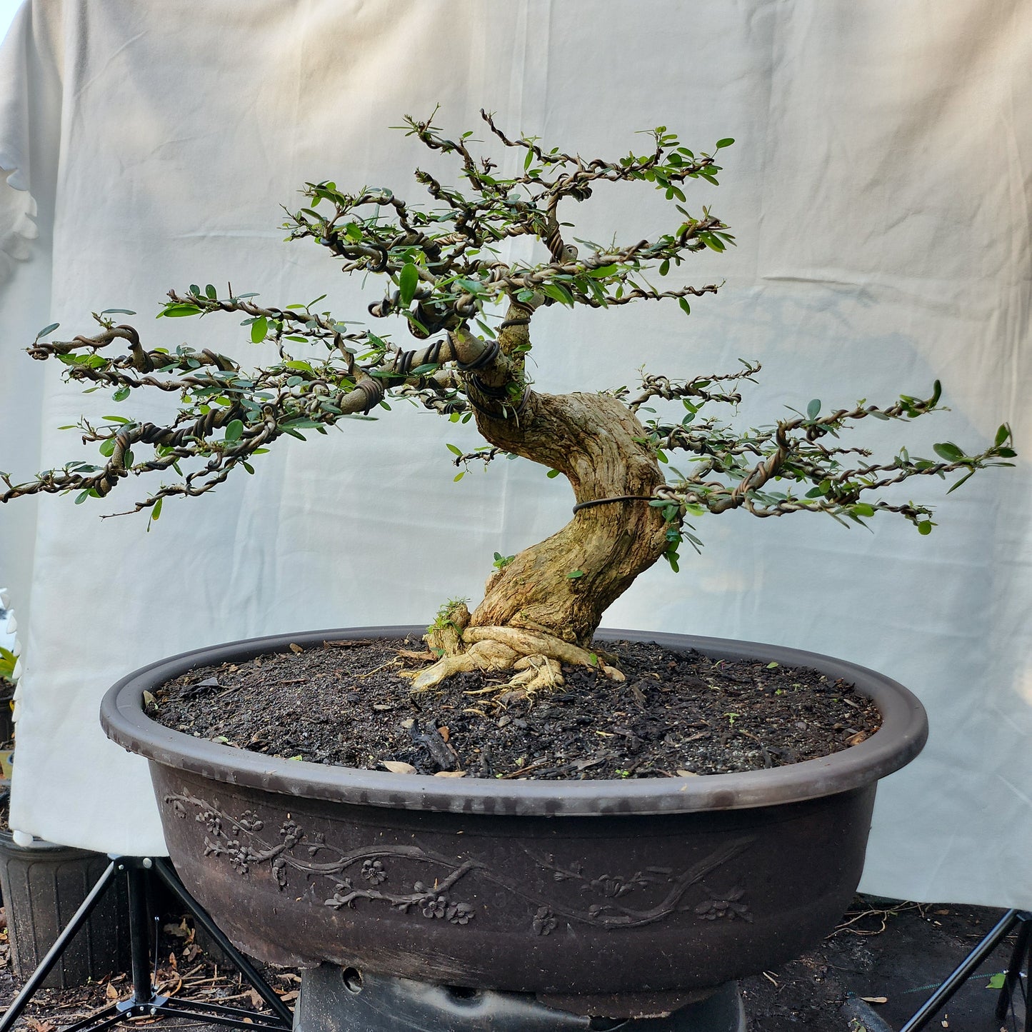 Linh Sam Bonsai #3