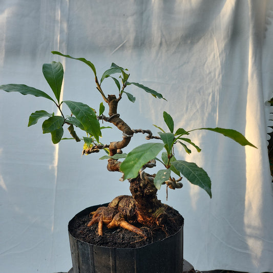 Lộc Vừng Bonsai #1