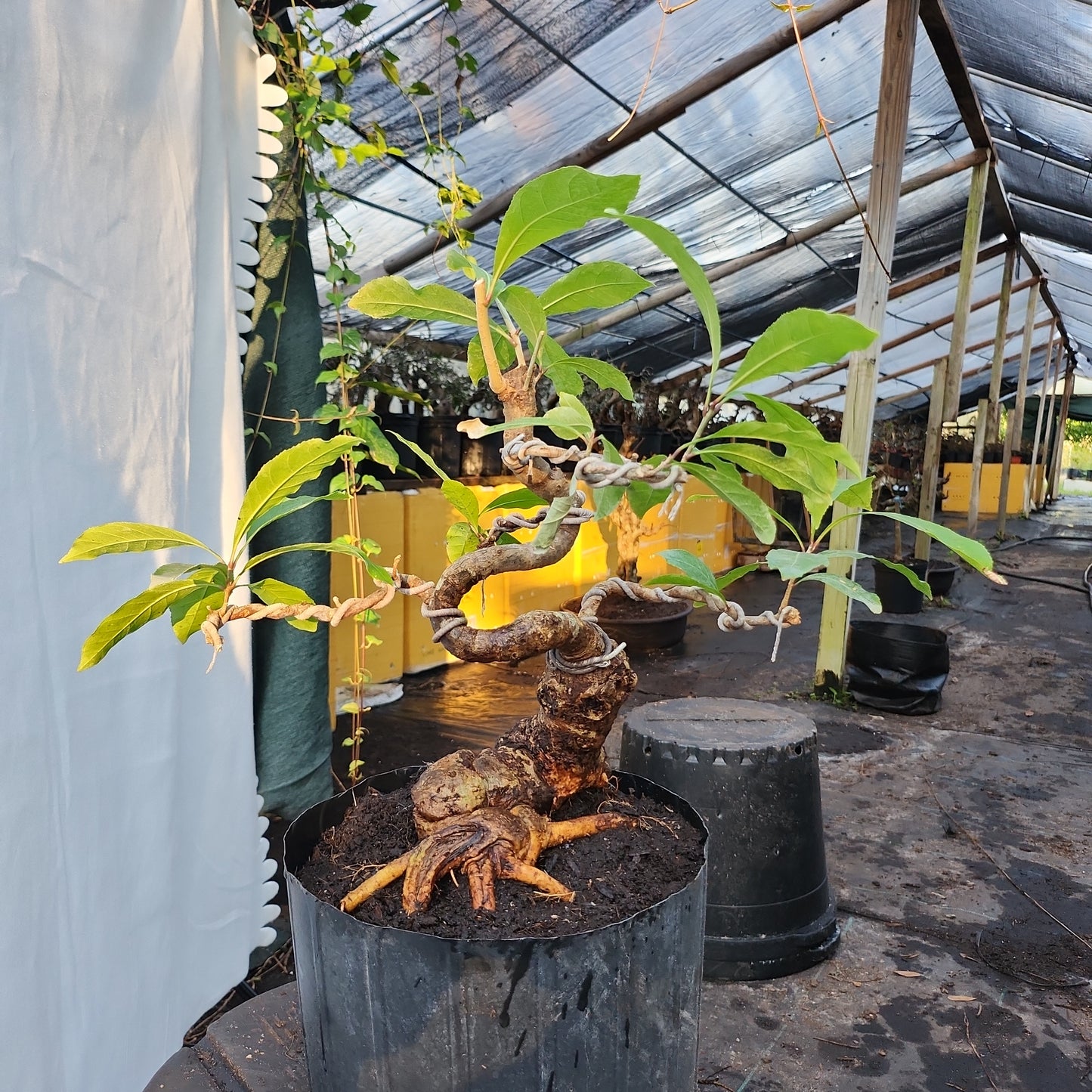 Lộc Vừng Bonsai #1