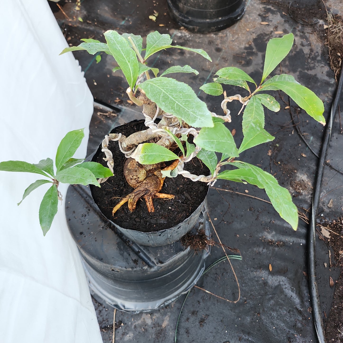 Lộc Vừng Bonsai #1