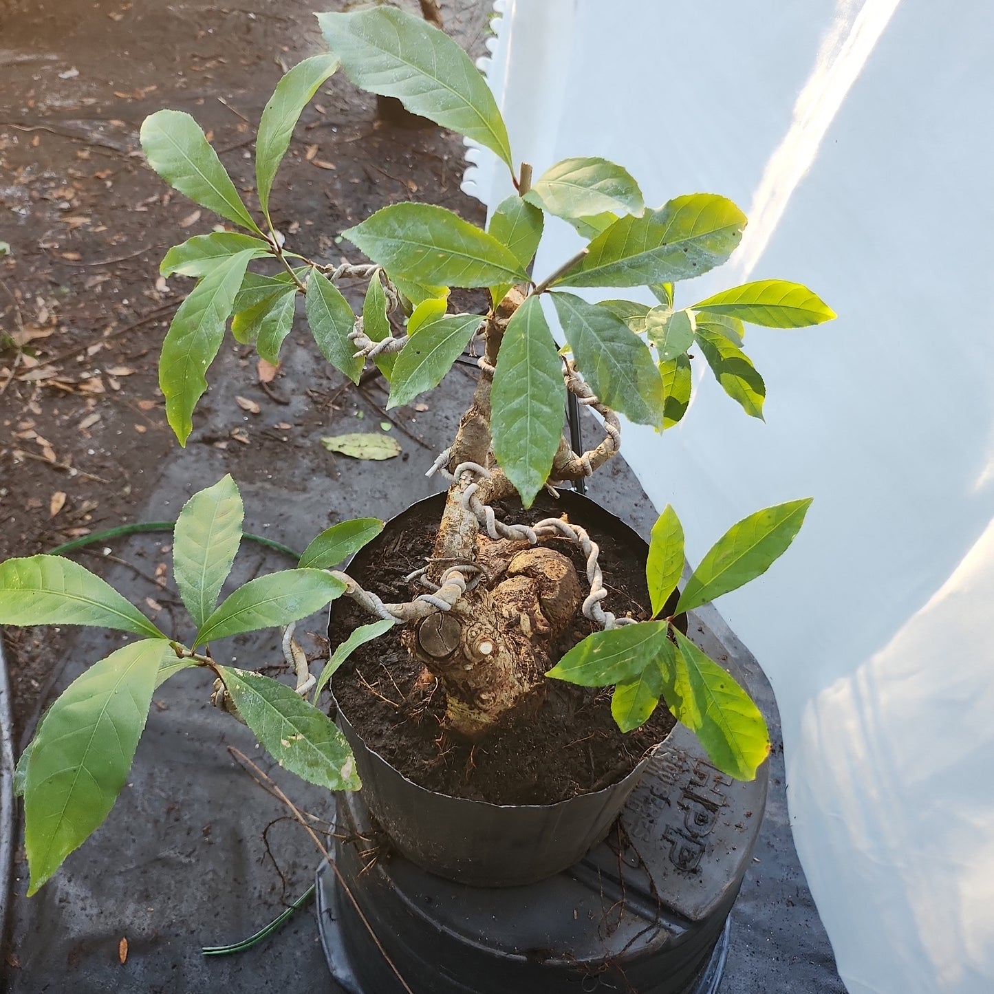 Lộc Vừng Bonsai #1