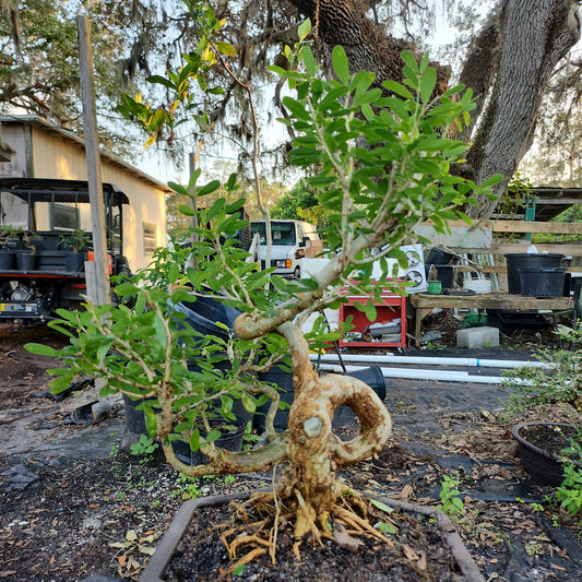 Linh Sam Bonsai #4