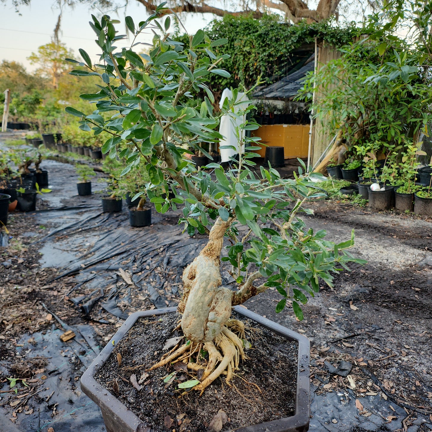 Linh Sam Bonsai #4