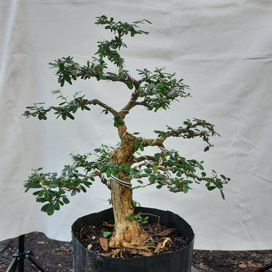 Linh Sam Bonsai #6