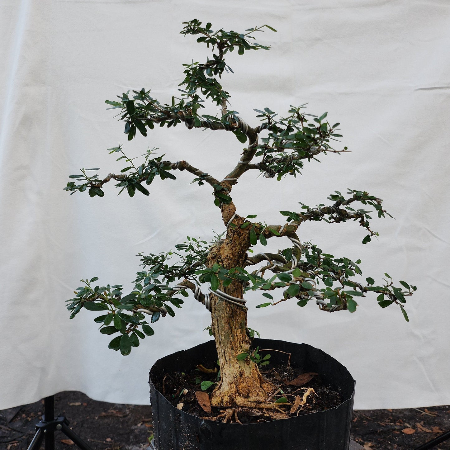 Linh Sam Bonsai #6