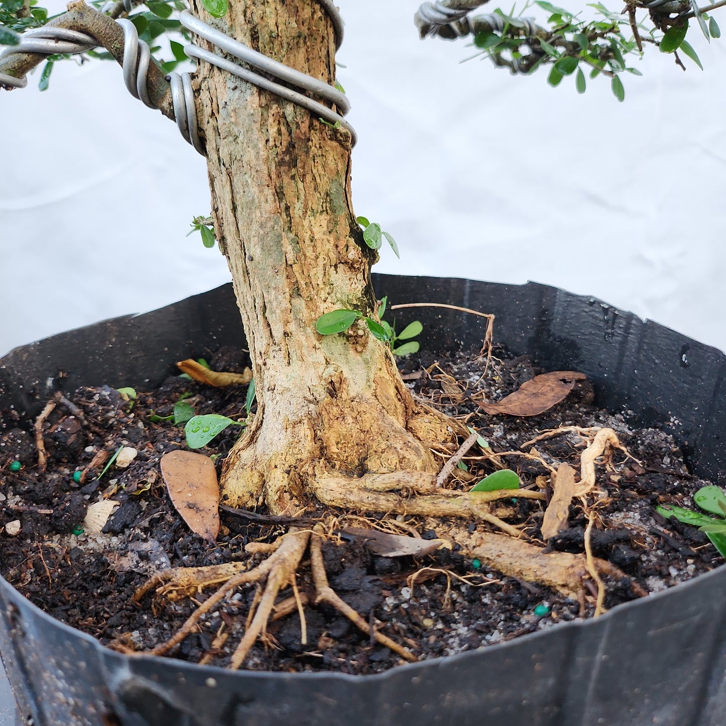 Linh Sam Bonsai #6