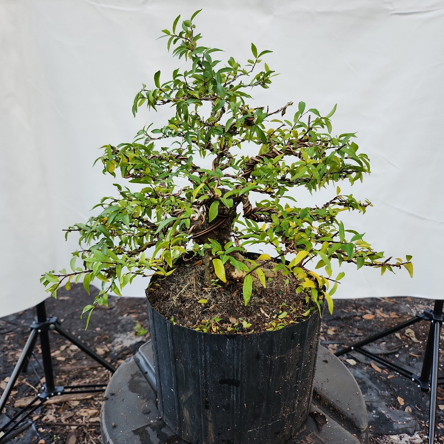 Mai Chiếu Thủy Bonsai #3