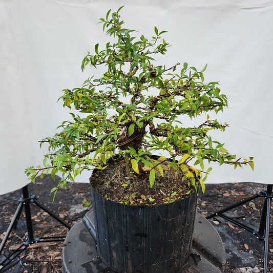 Mai Chiếu Thủy Bonsai #3