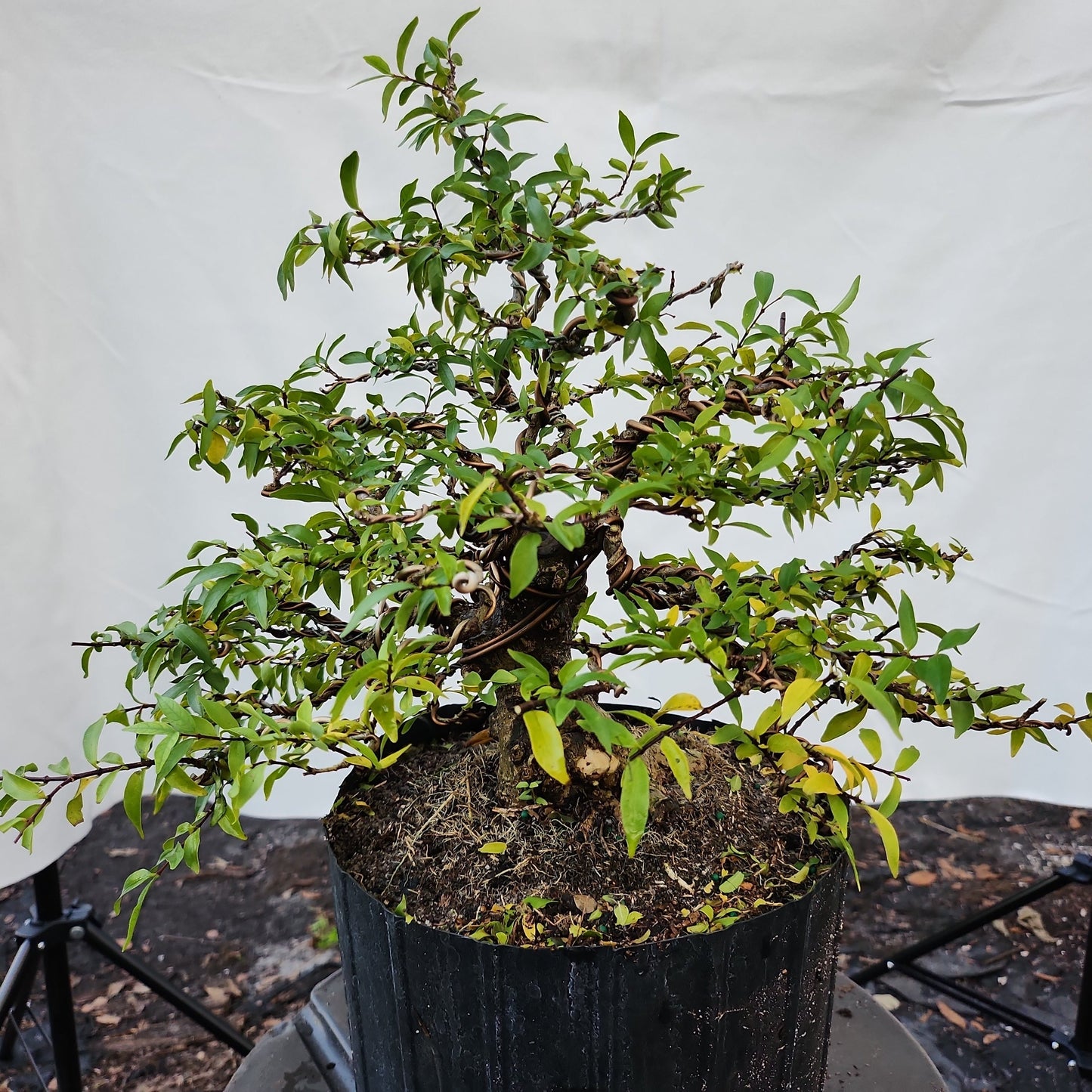 Mai Chiếu Thủy Bonsai #3