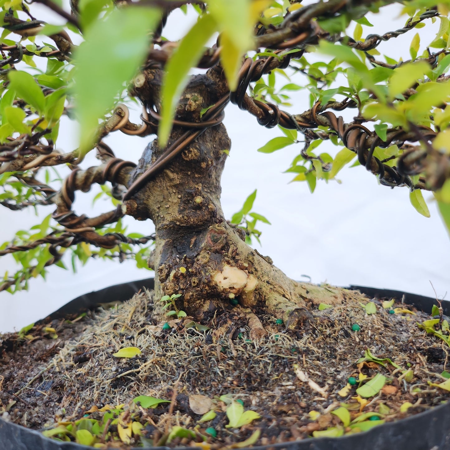 Mai Chiếu Thủy Bonsai #3