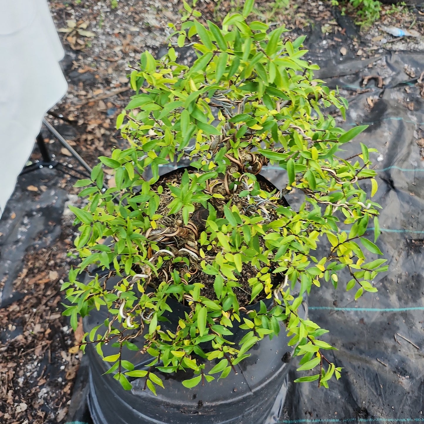 Mai Chiếu Thủy Bonsai #3