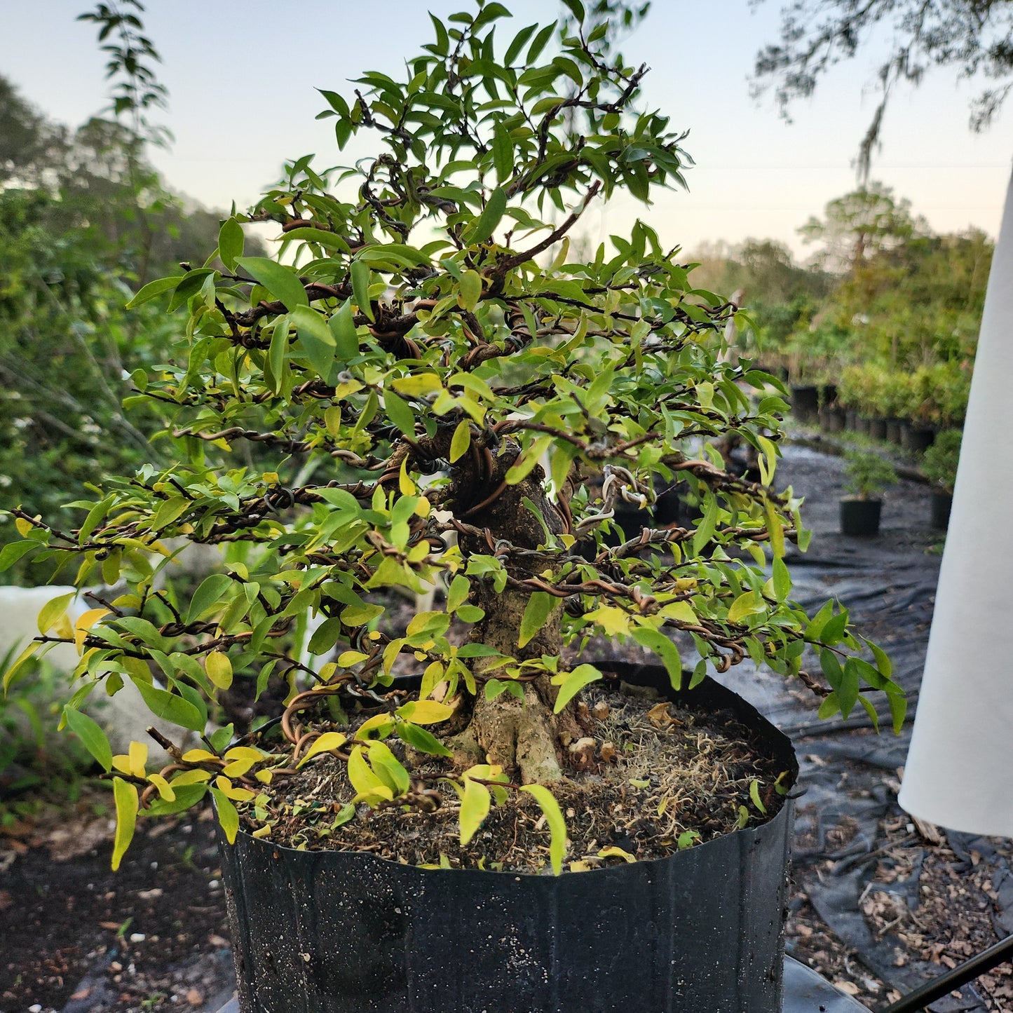 Mai Chiếu Thủy Bonsai #3