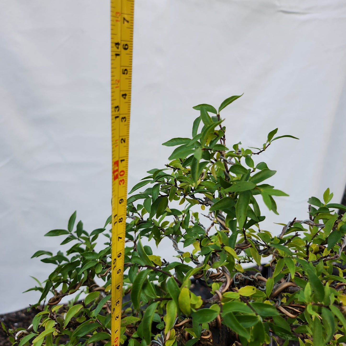 Mai Chiếu Thủy Bonsai #3