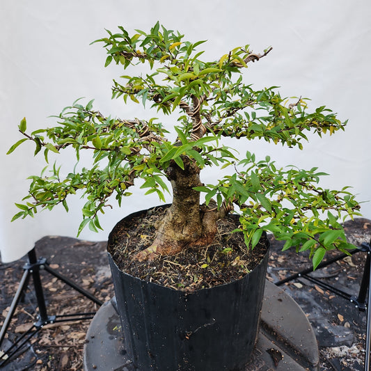 Mai chiếu thủy Bonsai #6