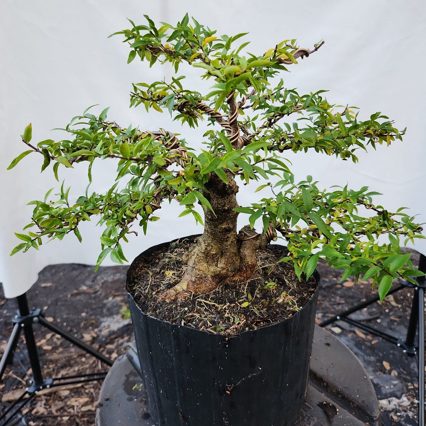 Mai chiếu thủy Bonsai #6