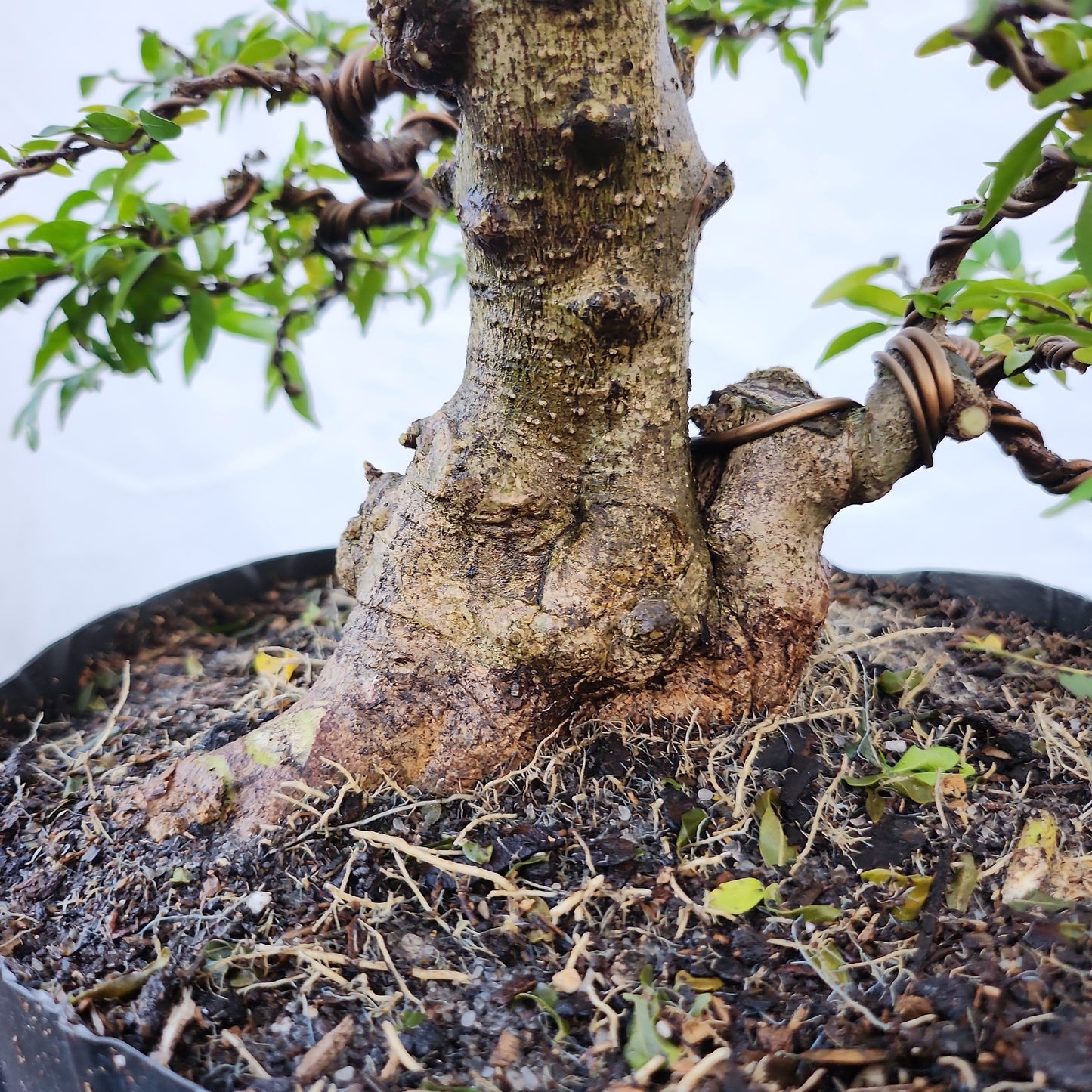 Mai chiếu thủy Bonsai #6